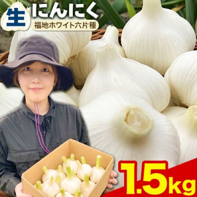 【令和7年発送先行受付】生にんにく(福地ホワイト六片種)1.5kg