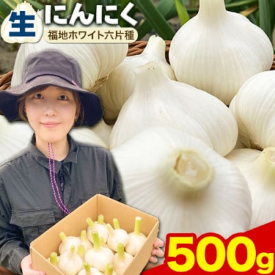 【令和7年発送先行受付】生にんにく(福地ホワイト六片種)500g