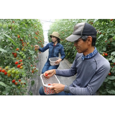 北海道当別町産ミニトマト:ロッソナポリタン1.1kg