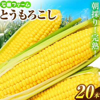【令和7年発送先行受付】石田ファーム　とうもろこし詰め合わせ20本セット