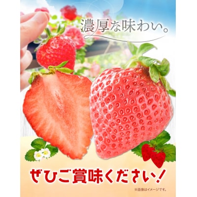 【2026年先行受付】当別町産べんけべつのいちご(けんたろう)