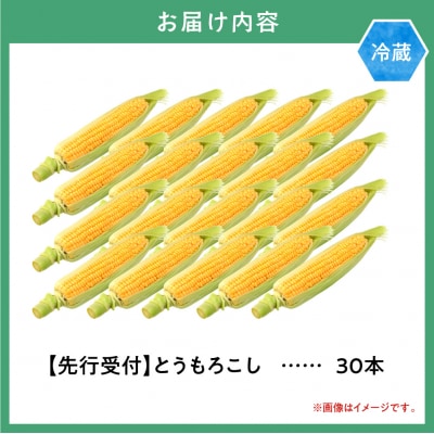 【2026年先行受付】照之家商店鮮度抜群とうもろこし30本_tb21-007