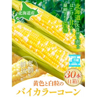 【2025年先行受付】照之家商店鮮度抜群 とうもろこし「黄色と白粒のバイカラーコーン」30本