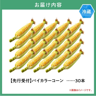 【2026年先行受付】照之家商店とうもろこし「黄色と白粒のバイカラーコーン」30本_tb21-005