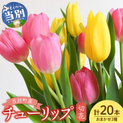 チューリップ切花20本入り(2品種×各10本)_tb11-025