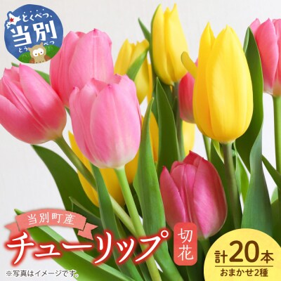 チューリップ切花20本入り(2品種×各10本)_tb11-025