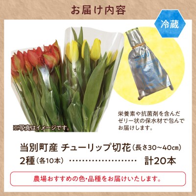 チューリップ切花20本入り(2品種×各10本)_tb11-025
