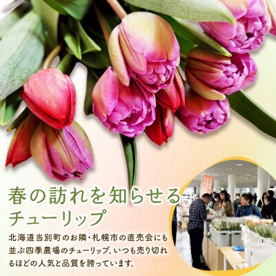 チューリップ切花20本入り(2品種×各10本)_tb11-025