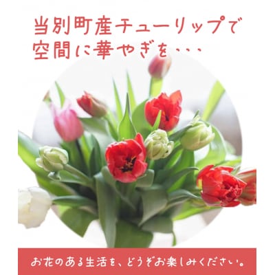 チューリップ切花20本入り(2品種×各10本)