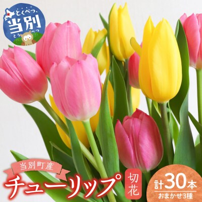 チューリップ切花30本入り(3品種×各10本)_tb11-026