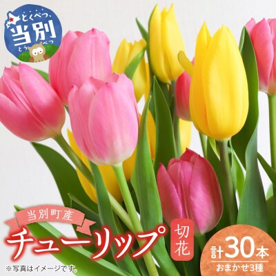 チューリップ切花30本入り(3品種×各10本)_tb11-026