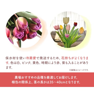 チューリップ切花30本入り(3品種×各10本)