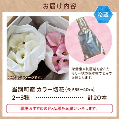 カラー切花20本入り(2～3品種　計20本)_tb11-023