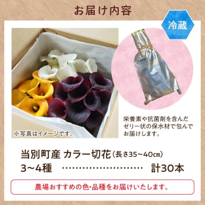 カラー切花30本入り(3～4品種　計30本)_tb11-024