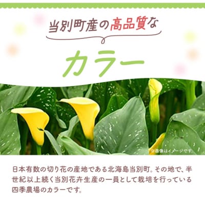 カラー切花30本入り(3～4品種　計30本)