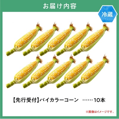 【2026年先行受付】照之家商店とうもろこし「黄色と白粒のバイカラーコーン」10本_tb21-004