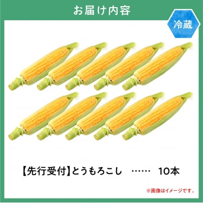 【2026年先行受付】照之家商店鮮度抜群とうもろこし10本_tb21-006