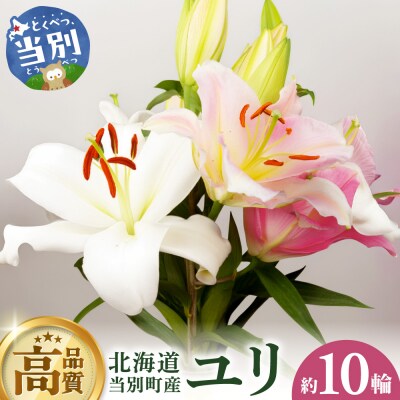 北海道当別町産ユリ_tb38-002