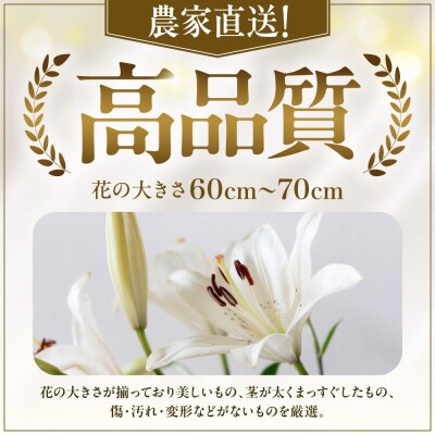 北海道当別町産ユリ_tb38-002