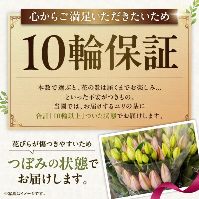 北海道当別町産ユリ_tb38-002