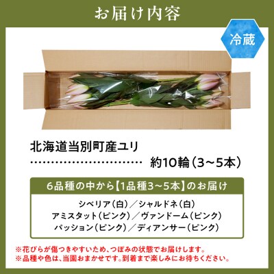 北海道当別町産ユリ_tb38-002