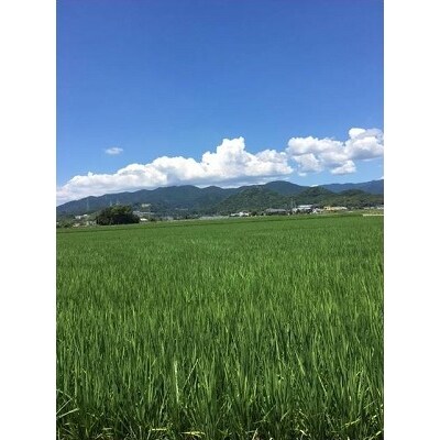 【定期便12ヶ月】10年連続最高評価特A受賞米! さがびより10kg (H015115)