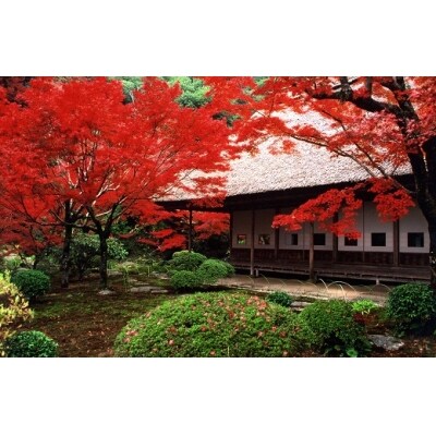 【数量限定】11月9日10時公開 九年庵ペア優待券(古代麺天ぷらセット付き)