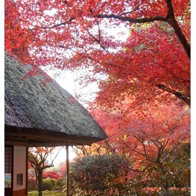 【数量限定】11月9日10時公開 九年庵ペア優待券(古代麺天ぷらセット付き)