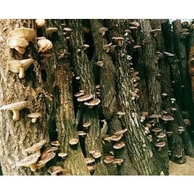 せふり特選椎茸セット<極み> (H044102)