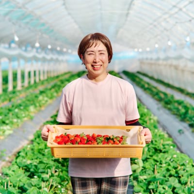 【先行受付】香月さんちのいちご(さがほのか)280g×4パック(H017116)