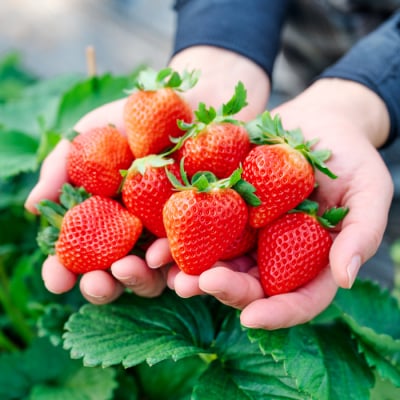 香月さんちのいちご(さがほのか)280g×4パック(H017116)