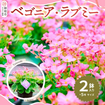 【先行受付9月より発送 数量・期間限定】鉢花 ベゴニア・ラブミー 5号鉢×2鉢(H069115)