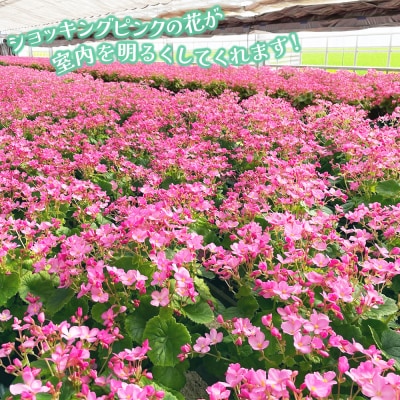 【先行受付9月より発送 数量・期間限定】鉢花 ベゴニア・ラブミー 5号鉢×2鉢(H069115)