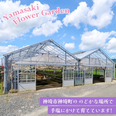 【先行受付9月より発送 数量・期間限定】鉢花 ベゴニア・ラブミー 5号鉢×2鉢(H069115)