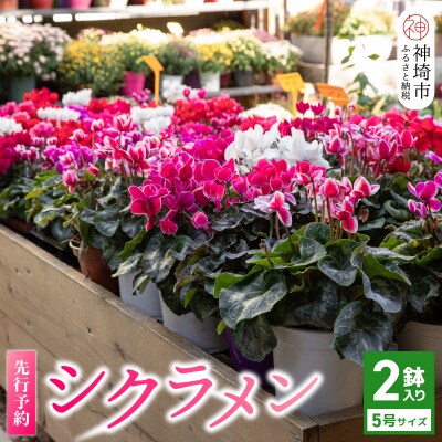 鉢花 シクラメン レッド・ピンク 5号鉢×2鉢 (H069110) | ふるさと納税のお礼品