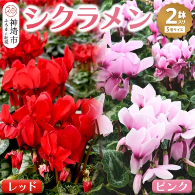 【先行受付11月20日より発送】 鉢花 シクラメン レッド・ピンク 5号鉢×2鉢 (H069110)