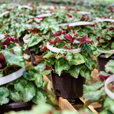 【先行受付11月20日より発送】 鉢花 シクラメン レッド・ピンク 5号鉢×2鉢 (H069110)