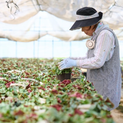 【先行受付11月20日より発送】 鉢花 シクラメン レッド・ピンク 5号鉢×2鉢 (H069110)