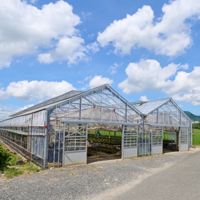 【先行受付11月20日より発送】 鉢花 シクラメン レッド・ピンク 5号鉢×2鉢 (H069110)