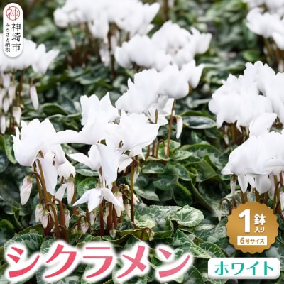 【先行受付 11月20日より発送 数量限定】鉢花 シクラメン ホワイト 6号鉢 (H069112)