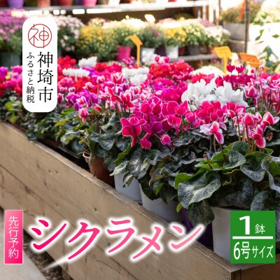 鉢花 シクラメン ピンク 6号鉢 (H069102)