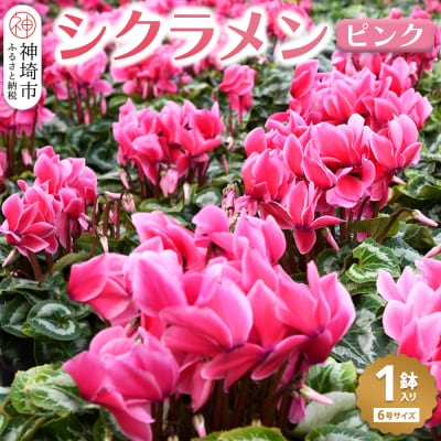 【先行受付 11月20日より発送 数量限定】鉢花 シクラメン ピンク 6号鉢 (H069111)
