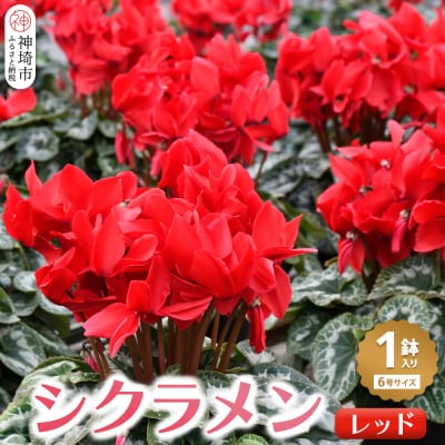 【先行受付 11月20日より発送 数量限定】鉢花 シクラメン レッド 6号鉢 (H069113)