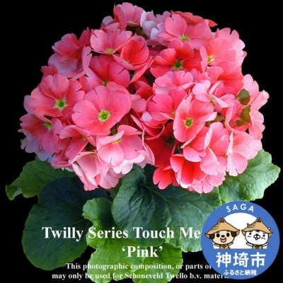 【先行受付】プリムラ・オブコニカ(タッチミー) 5号鉢×3鉢 3色おまかせセット(H069114)