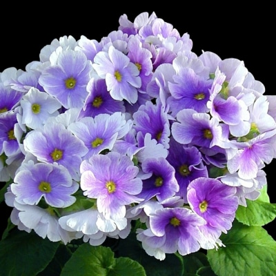 【先行受付】プリムラ・オブコニカ(タッチミー) 5号鉢×3鉢 3色おまかせセット(H069114)