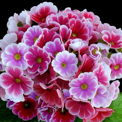 【先行受付】プリムラ・オブコニカ(タッチミー) 5号鉢×3鉢 3色おまかせセット(H069114)