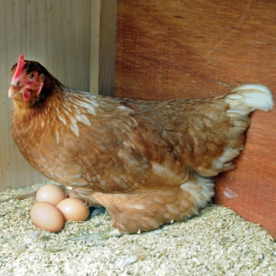 おひさまプリン10個セット (H073109)