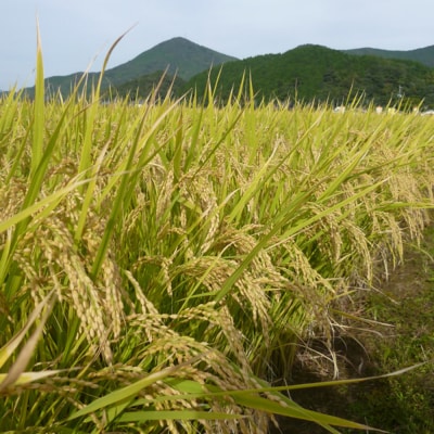 【令和7年産 新米】ひのひかり 精米 5kg×2 農園(H061731)