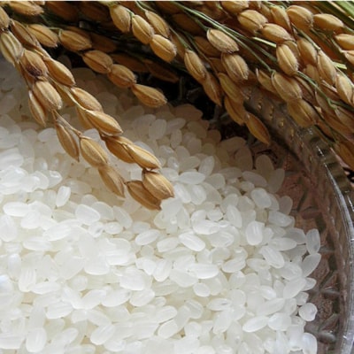 【令和7年産 新米】ひのひかり 精米 5kg×2 農園(H061731)