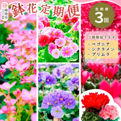 【先行受付9月より発送 数量・期間限定】鉢花 定期便 3回(9月・11月・1月)(H069117)